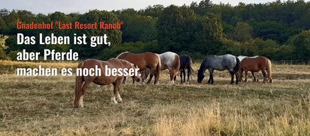 Ein Gnadenhof – eigene Gedanken…